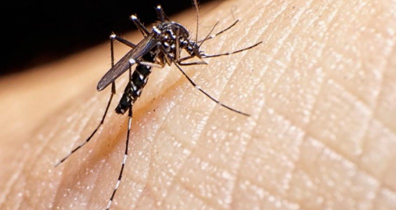 Secretaria confirma primeira morte por dengue no Paraná em novo período epidemiológico